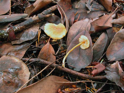 Rhodocybe nitellina